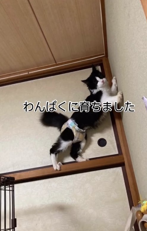 壁とふすまに手足をつっぱらせている猫