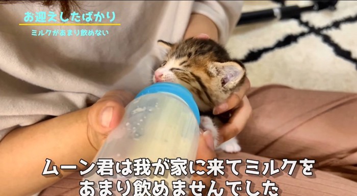 ミルクを飲む猫