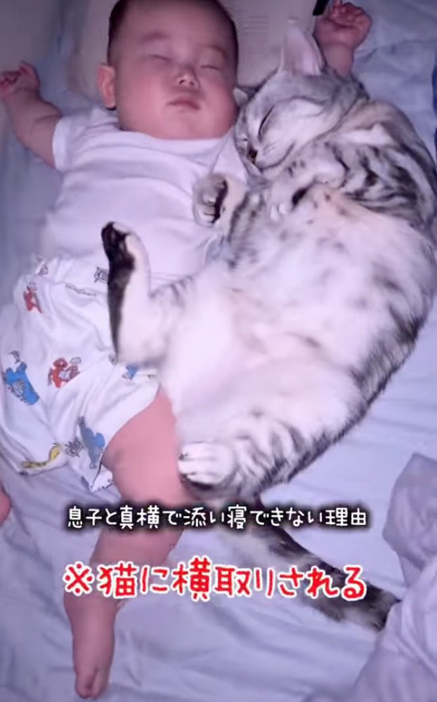 密着する猫