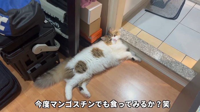 寝そべる猫