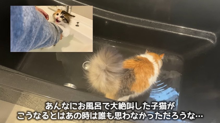 泣き叫ぶ子猫