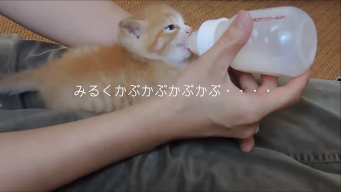 ミルクを飲む子猫