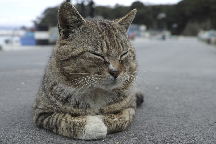 田代島の猫