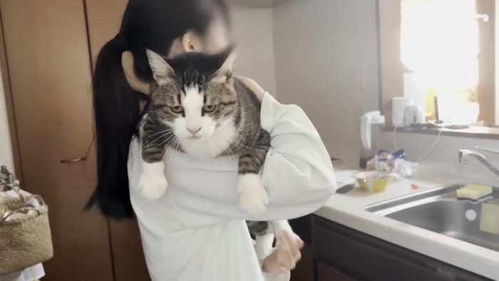 ママに抱っこされるキジ白猫