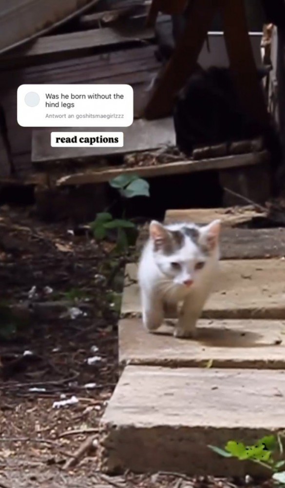 歩く猫1