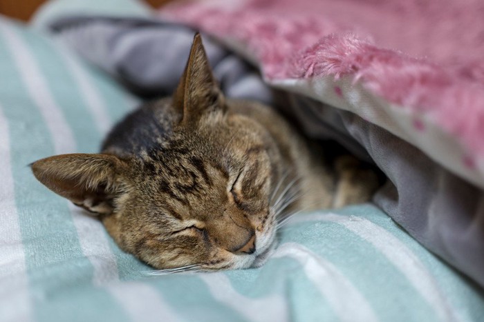 布団の中で眠る猫