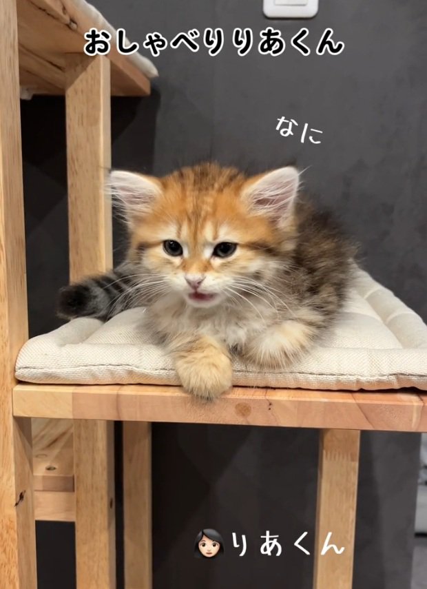 振り向く猫