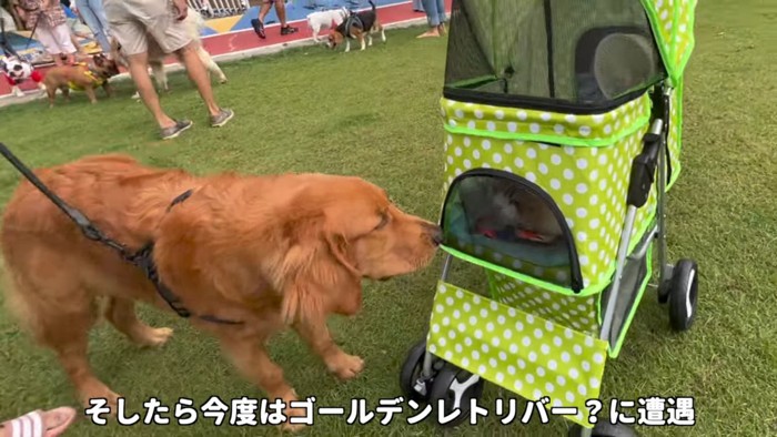 ペットカートをのぞく犬