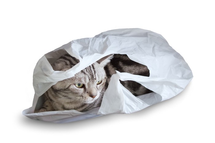 レジ袋に入って遊ぶ猫