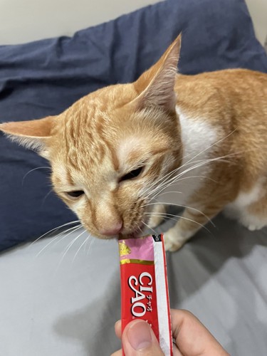 おやつを食べる猫