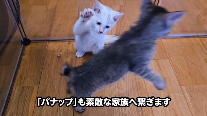 じゃれる2匹の子猫