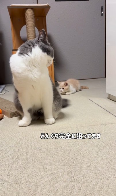 マンチカンの尻尾をつかまえようとねらう子猫