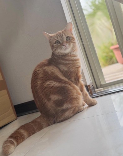 窓辺に佇む猫