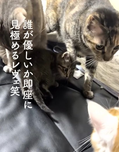 猫二匹の間に入り振り返る子猫