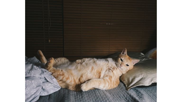 寝ている猫