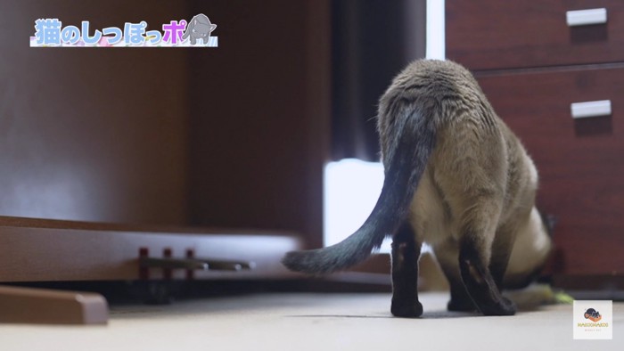 シャム猫の後ろ姿