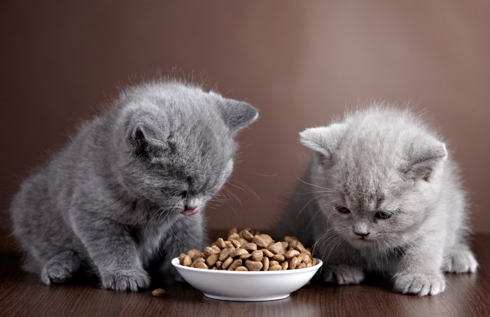 ご飯を食べる子猫