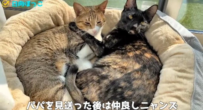 ベッドの上の猫