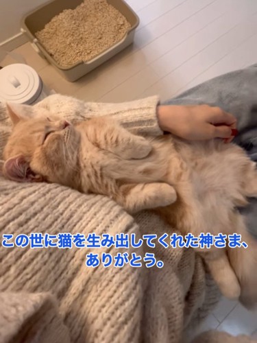 仰向けで寝る猫