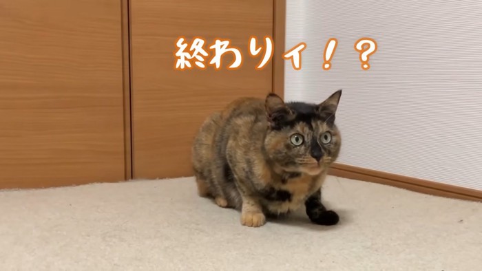 撫で終わると少し不満げなたぬきちちゃん