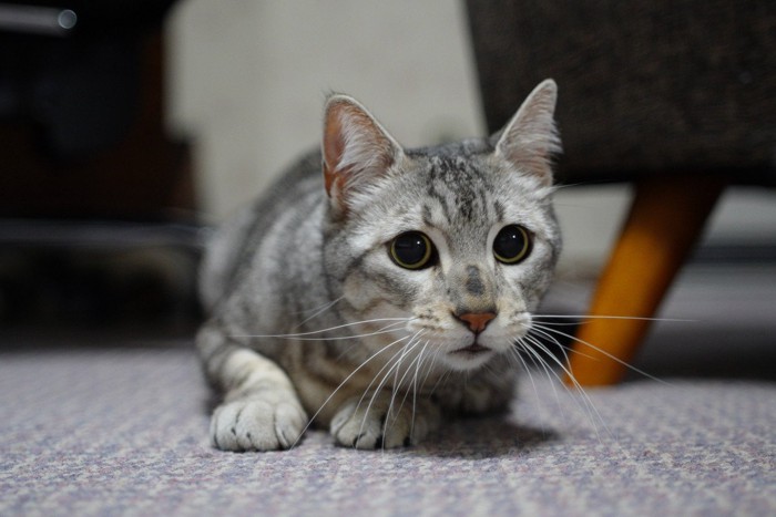 瞳孔の開いた猫