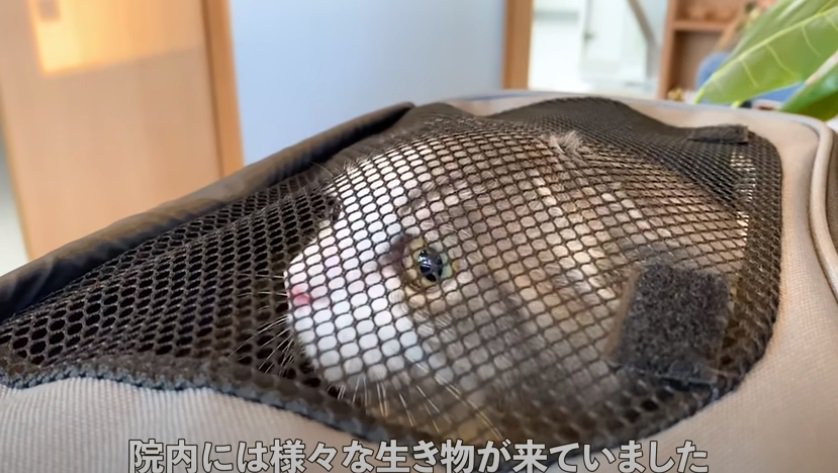 リュックから頭を突き出して見つめる猫