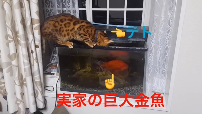 水槽をのぞく猫