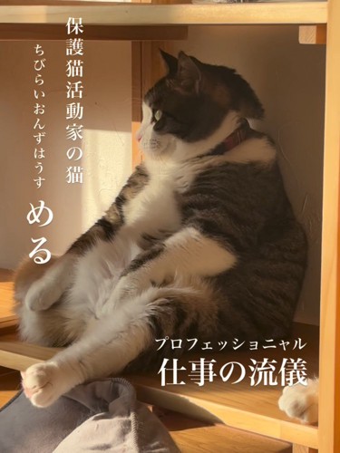 座っている猫の横顔