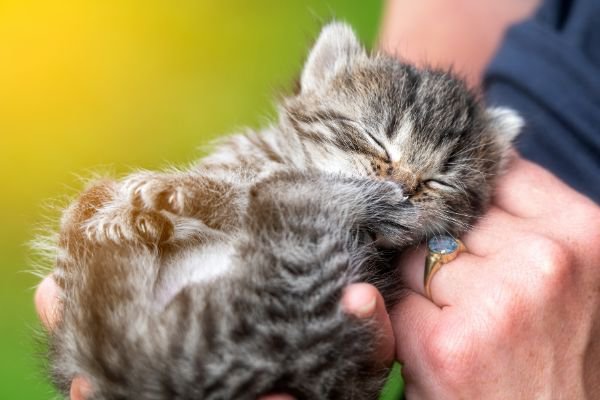 手のひらに乗る子猫