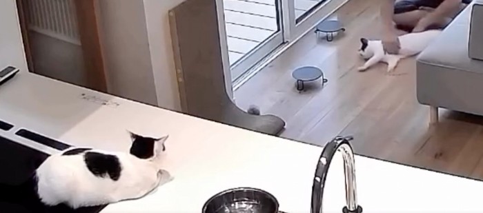 見つめる猫