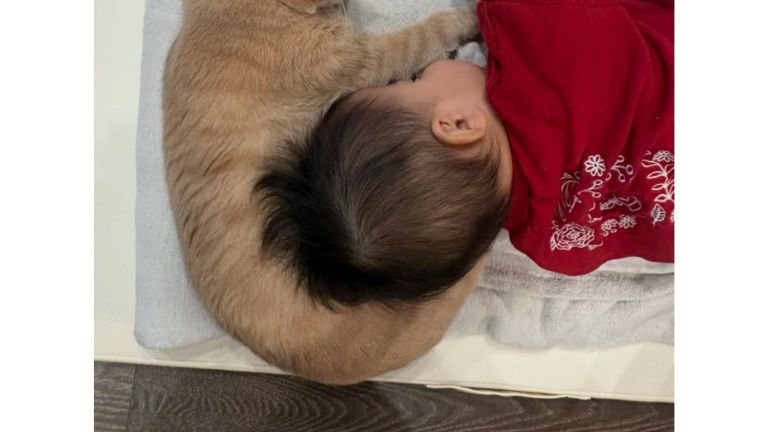 寝ている赤ちゃんと猫