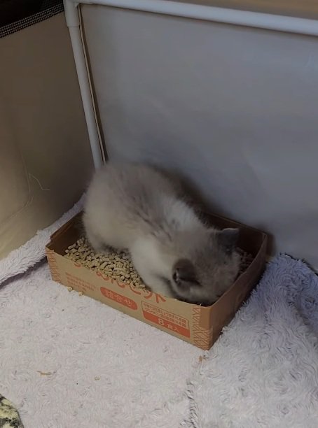 トイレの中にいる子猫