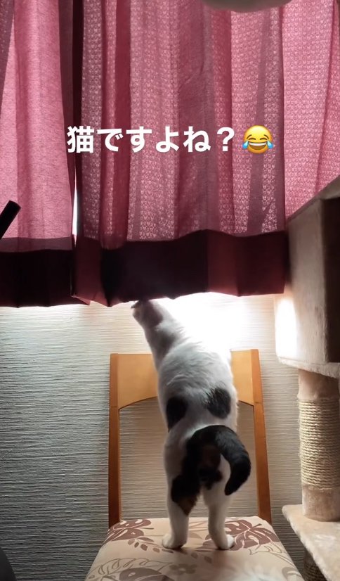 壁に向かって立って体をやや左側に曲げている猫の後ろ姿