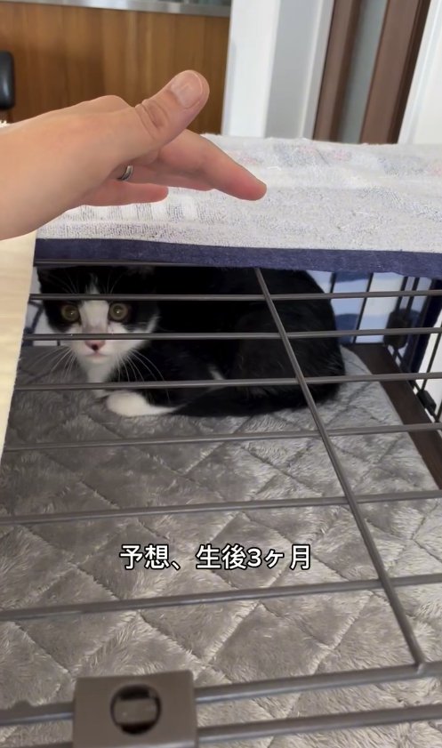 ケージに入っているハチワレ子猫「予想、生後3ヶ月」
