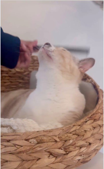 撫でられている猫