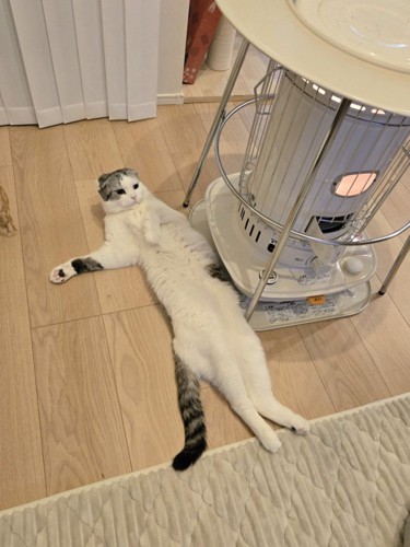 ストーブに体を寄せる猫