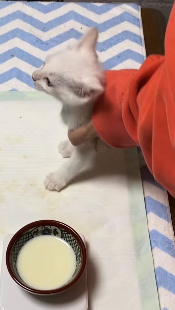 ミルクがどこに行ったかわからず飼い主さんに誘導される子猫