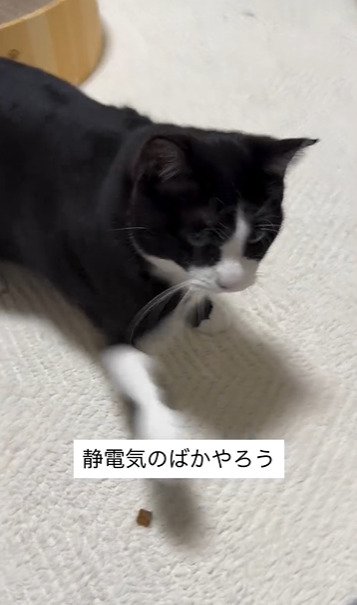 パンチする猫