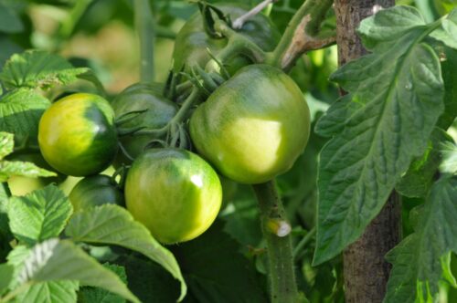 青いトマト