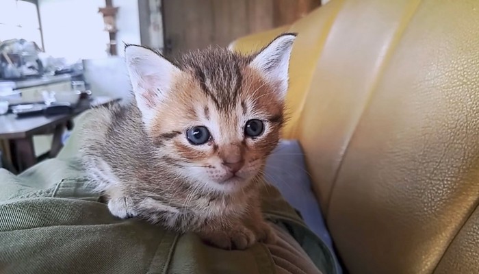 飼い主さんの上が1番だね