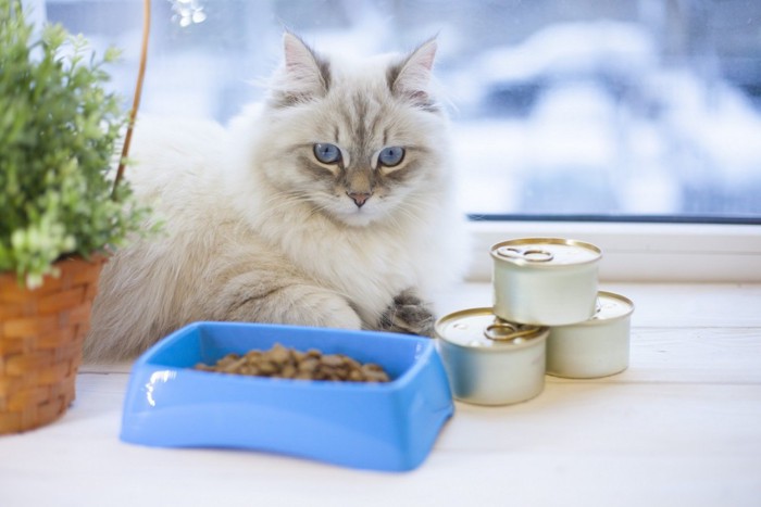 ご飯を前に寛ぐ猫