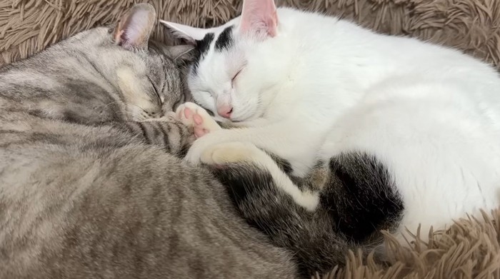 くっついて寝ている猫