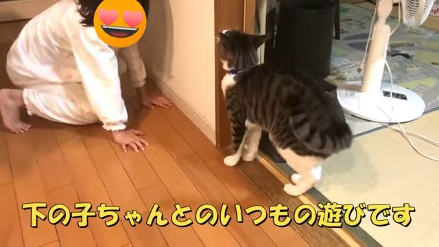 女の子に近づく猫