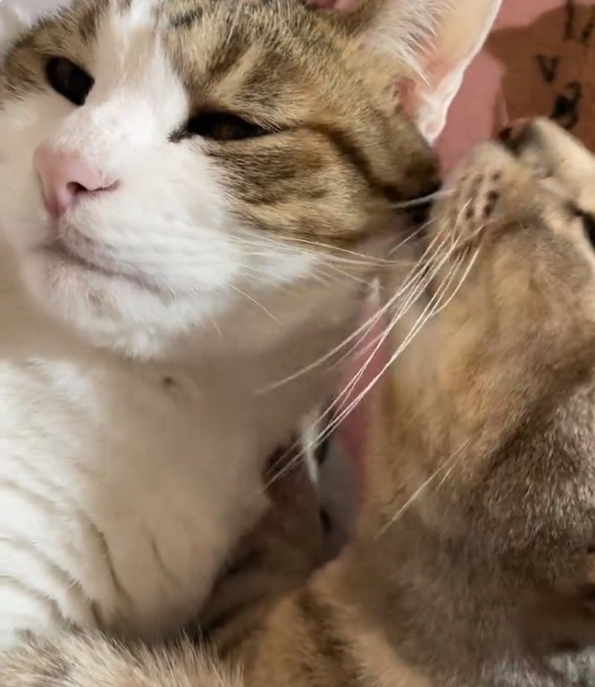 キジトラの毛づくろいをしているサバトラ