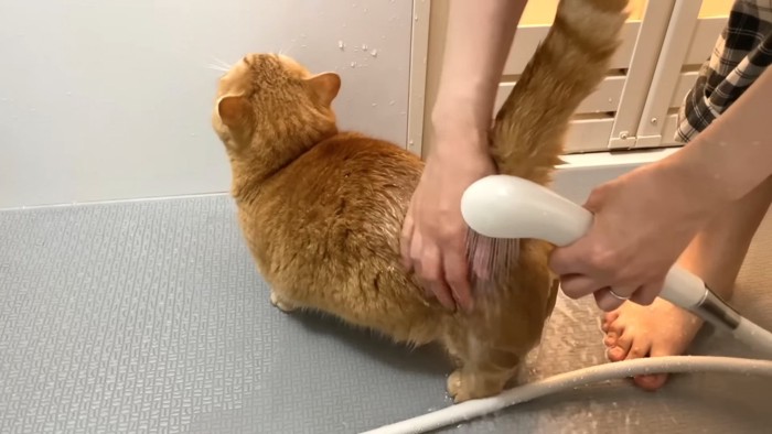 猫の後ろ姿