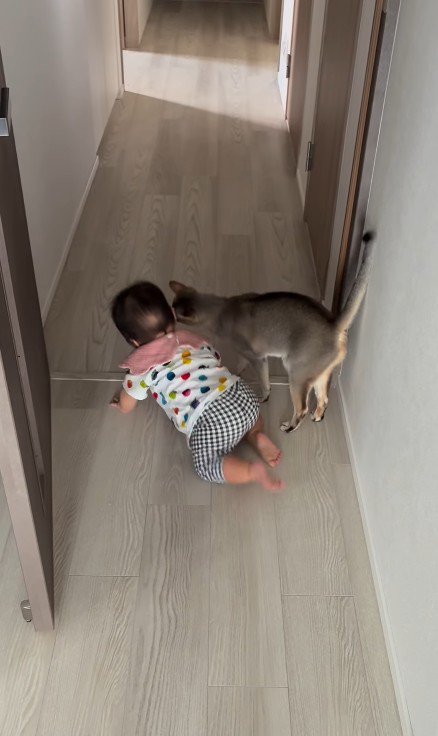 猫とハイハイする赤ちゃん