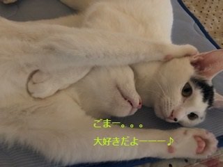 ごまちゃんに抱きつくしおちゃん