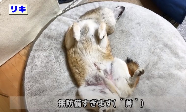 ヘソ天で寝る柴犬