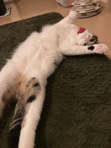 寝そべっている猫