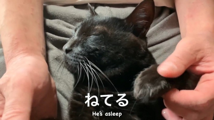 眠る猫